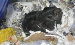 I have a pregnant gerbil who will be giving birth fairly soon. The babies will be ready to go to their new homes by early September, maybe sooner. They are black with white paws and a white stripe on their chins/bellies. The parents are the most friendly,