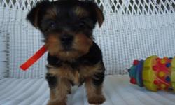 Precious female yorkie 6wks old ready for new home today. You must see her to appreciate her attitude and fun loving play. She is definitely a keeper! Call 936-524-0821