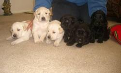 5 White and 6 Black Labrador puppies.
Both colors have females and male puppies.
Only 5 weeks already opened their eyes and walking
Already eating dog food.
For more information please call : (818)-970-7972 for spanish
(661)-917-2045 for english