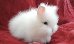 Hey everyone!!
I have some adorable baby lionhead bunnies looking for their forever homes!
Please check out my website to see what I have available and prices.
www.crystalriverrabbitry.weebly.com
Lionheads are new to America, came here just over 10 years
