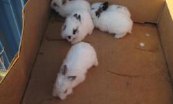 I have 4 baby lionhead bunnies to go to a good home for $25.00 each. They are 3 months old. If interested call 715-829-7674. Thanks!