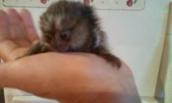 We have baby common and pensillata marmoset monkeys you are welcome to come pick up and pay cash if preferred. We can also arrange delivery if needed for a reasonable fee. these lil babies are ready for their new homes! Babies are ready to go to