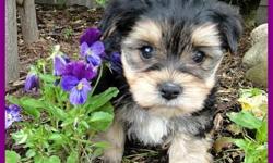 Baby Morkie of Apple Creek, Ohio, breeds these adorable dogs that are perfect for you and your family. All puppies for sale are up-to-date on their vaccinations, receive the highest quality care, and are bred from healthy males and females with fantastic