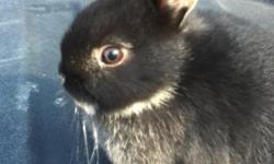 I have three netherland dwarf babies for sale. They come with pedigree and are very sweet and gentle. I have 2 does and 1 buck. The does are $35 and the buck is $30. They would make good pets. They are handled daily. Please email me at