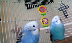 I have 4 baby parakeets born in August. They are blue & white babies. They will be ready for pick up SEPT 29TH (next wed). $25.00 per baby bird. Please bring your own cage. This is the perfect time to buy a baby parakeet because they are easier to train.