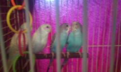 i have 4 baby parakeets for sale thay are 3 months old and very cute