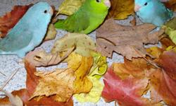 Get a feathered friend for the fall.
Tame, friendly and fun.
Parrotlets are playful and inquisitive.
Very quiet and ideal for apartments.
I have blues and greens available.
http://www.barbsbaystatebirds.com/
508-987-3149