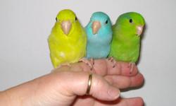 Baby Parrotlets
I have just weaned babies.
Blues, greens and yellows are available.
They are tame and well socialized.
http://www.barbsbaystatebirds.com
508-987-3149