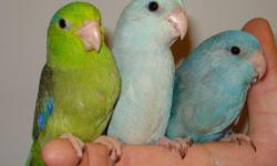 All new just weaned baby parrotlets.
I have blue, green and dilute available.
They are tame and friendly.
These playful and inquisitive birds are great companions.
They are very quiet and great for those who live in apartments.