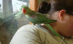 I have been raising birds since 1990. I currently have green quakers, Green wing macaws, military macaws, green cheek conure, black cap conures, 1 baby male alexandrine. Also have eclectus on eggs. I also expect to have more birds soon as many are beging