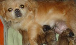 I have pure bred pekinese puppies available in the next 2 weeks. They were born 4/12/2011 at 2 am this morning, call me at: home 803- 732-9527.e
call theyre soooooooooo cuuuuuuute