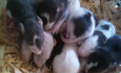 Cream, Black, Gray, hairless; all spotted and cute; 2-3months old now, 7 boys, 2 girls
