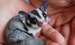 Will be having 2-4 baby sugar gliders in 1.5-2 months. I sell them and let them leave at 12 weeks old. Please email me for more information or any questions. First come first serve