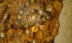 I have a ball python that is still small but will get big, the reason why i'm asking for a hundred is because he comes with his tank, water dish, rock, and his two lamps one for night time and one for the daytime. He was 54$ at Pets mart and his tank was