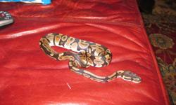 Ball Python is 2-2.5 ft long. Comes with tank, heat lamp, extra bedding, under tank heater, thermometer, climbing stick, hiding log, and water bowl. Call if you are interested...678-907-2653.