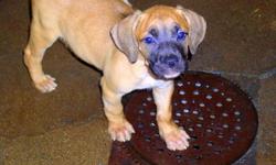 Here i have Bandog Mastiff Pups, (English Mastiff crossed with American Pit Bull Terrier) for sale. Date of birth 3/12/2010 for the 1st litter (1 pup left). For the second litter the date of birth is 3/28/2010. Pups are sold after they are 8 weeks old.I