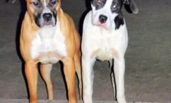 American Bandog (English Mastiff crossed with a game bred American Pit Bull Terrier). A breed of dog widely known as "the intruders worst nightmare" and are now being recognized as a TRUE breed of dog. These are dogs easy to train because they are highly