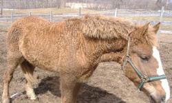 Foal date May 07
Not Broke
Good for farrier, vet
Puppy dog personality.
Registered with the ABC