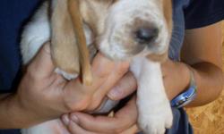 We have Tri-color, Lemon/white, and Mahogany/white pupies for sale. They are all AKC registered and the parents are on site. If you want more information, please check out our website; www.wolfcreekbassethounds.com. Feel free to contact us through our