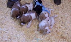 Basset Hound puppies for sale. They are now 4 weeks old and will be ready to leave in 2 weeks. There are 2 males (with blue bows) and 4 females. All shots completed. $300 OBO. Downpayment if bought before they are 6 weeks old. More pictures upon request.