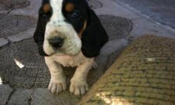 Cute purebred basset hound puppies they dont have papers and need shots thats why iam asking a lower price for them please contact me at 5616883695 or email me at carlos.camacho@email.tlc.edu for more info they are 6 weeks old and ready to go home.