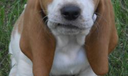 AKC Basset Hound Puppies. Lemon and Tri. 4 males and 1 female left. Born May 9th, 2011. They have been vet checked, wormed and 1st shots. Ready now. $450 with out papers, $550 with papers. Family raised. Live in Madison area, willing to meet for a fee.