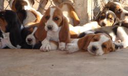 Beautiful Basset Hound puppies, some ready to go! 8 weeks old. Visit pjstexasbassethounds on facebook. AKC,wormed, and first set of shots. Parents on premises. Call 325-365-1274 for more information.