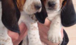 Beautiful pups with extra long ears and big feet. Ready just in time for Easter. Both parents on premises. AKC, wormed, and first set of shots. Visit us on facebook at pjstexasbassethounds. Call for more info. 325-365-1274.