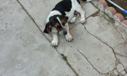 I have two male basset hound puppys. they are pure breeds.mom and dad on property. They are looking for a good home. They have there shots and de wormed.Make me an offer.