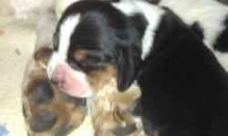 Adorable purebred Basset hound pups born 8/1/11. Family raised, both parents on site. Great great family dogs.