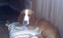 10 month basset hound. pure blood, from out of state. willing to stud out of breed. Born June 28th 2010
asking $300 plus first pick of the litter.