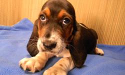 Two female CKc registered 8 week old Basset Hound Puppies.