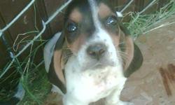 bassett hounds akc reg 10wk pups beautiful tri color very socialized & healthy shots & dewormed m / f $175.00 both parents on site we are in marysville,ca. please call 918-492-1266 918-492-1266 918-492-1266