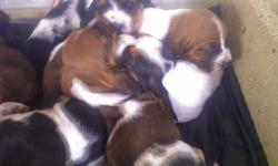 AKC Bassett Hound Puppies born 11/1/10 READY FOR XMAS 1 blck/white female 5 brown/blck white males call 931 388-9222