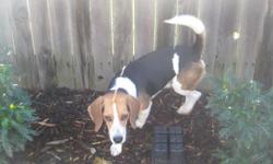 Beagle Male 1 Year 4 Month Old - Tri Color -AKC, Very Sweet Boy, Well Mannered, Does Know Commands, House Trained, Knows How To Use To The Dog Door. Good With Cats, Great With Other Dogs, He Will Need A Special Home. I Will Be Very Selective On Who Is