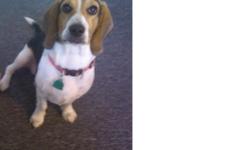 One year old female. This dog?s mother is a Beagle her father is a basset hound. She loves and needs a lot of attention. She is crate trained. She is house trained. She knows how to sit, lie down, give paw and stay. She would do great in a house with lots