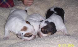 3 female and 3 males good hunting dogs call 231-873-5360 born on nov 30th 2010