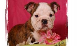 Pretty Designer Pup *Beagle/English -Bulldogs**; (9)-Weeks Old; Pups Wt. From (4-Lbs);&nbsp;Male Available; Pedigree Papers; Microchip With Pup's ID; Up To Date Shots And Deworming; These Bulldogs Are From Private Breeder Where The Best Love & Care Are