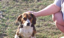 Full-blooded 2-year-old female beagle for sale. Good family dog; raised with other dogs and children. Located outside Sidney OH. Call 937-638-5564 and ask for Betsy. As an alternate, call 937-420-2134 and ask for Garry.