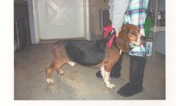 Male beagle free to loving home ,found as a stray but cannot keep. Good with children and other dogs.