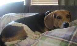 $200 OBO
Toby is a 2 year old beagle looking for a good home. We are moving from Las Vegas to Dallas and cannot bring him with us. Toby is housebroken, good with other animals and children (we have 4 kids and 3 other animals).
Toby has been fixed and all