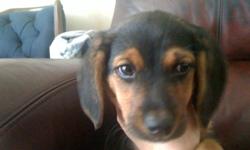 pls pup need good home, to cold out it snow, beagle mix pup female 7 month old black with tan with little white chest, TAILS off, deworming looking for good home. call brenda or dave 260-868-5327 or text me becky deaf 260-908-5327