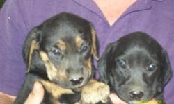 Male beagle mix puppies. Mother is purebred beagle. Father unknown. Born 4/29/11. Call 804-339-4667.