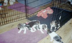 Black/white/tan beagle puppies born on 1-23-2011 have first 2 vet visits and first 2 sets of shots, and wormed, both parents on site, puppies have good strong champion bloodlines in them, these pups were born inside, but can be raised outside.. They are