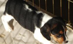 full blooded beagle puppies parents on sight dewormed and first shots