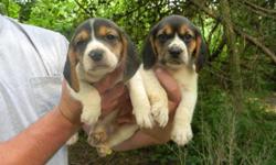 2 tri-colored males, 3-blue tick females
6 weeks old, parents are excellent hunters