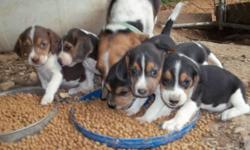 Purebred beagle puppies ready for their forever homes. 1st shots and dewormed twice. Very sweet natured, and well socialized with kids and other dogs. We have 2 females (liver/white and the tri colored one that has the most white on her). We also have 3