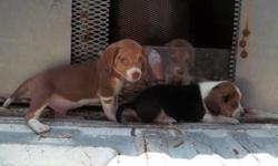 Beagle puppies ready for their forever home. 1st shots and dewormed. Very friendly and cute. Short legged beagles. 3 females and 2 males. $200. Call 540-580-6292