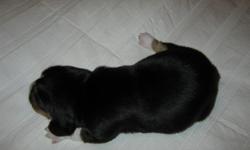 I have 2 male, tricolored, 7 wk old puppies for sale. The father is a large Beagle, the mother is small. They have had their 1st shots and worming.