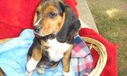 Beagle puppies 2 Females still available Ready for Valentines Day! DOB 12-13-2010 AKC 13" classic tricolored Black Tan and White . Shots and worming up to date. Looking for new forever familes. Puppies will come with bill of Sale, Medical info up to date,